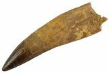 Real Fossil Spinosaurus Tooth - Giant & Rooted #346932-1